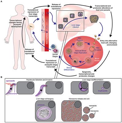 The Promise of Systems Biology Approaches for Revealing Host Pathogen Interactions in Malaria